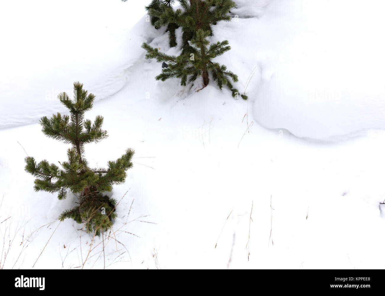 Gli abeti nel pulire il bianco della neve Foto Stock