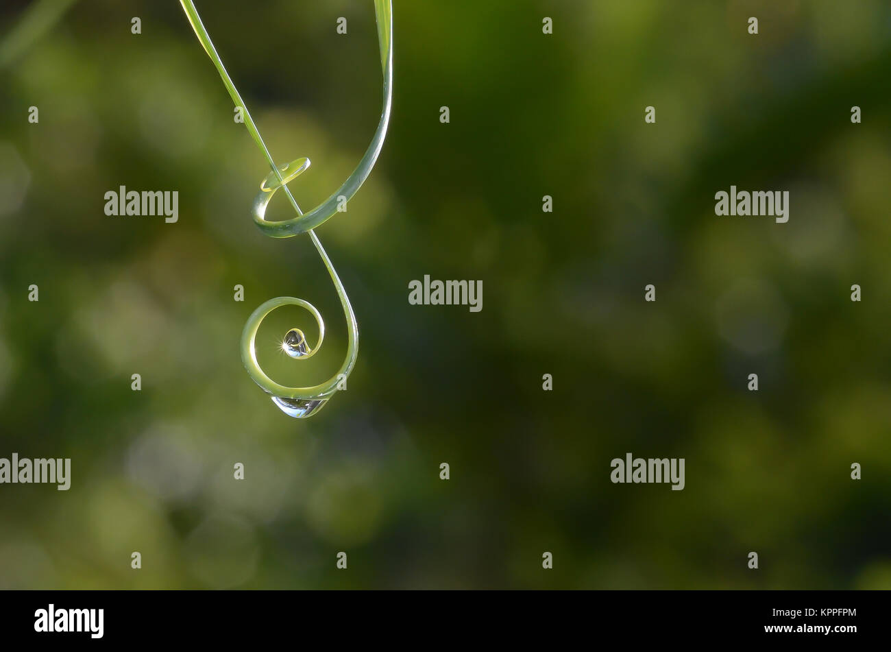 Goccia di acqua sulla pianta a spirale Foto Stock