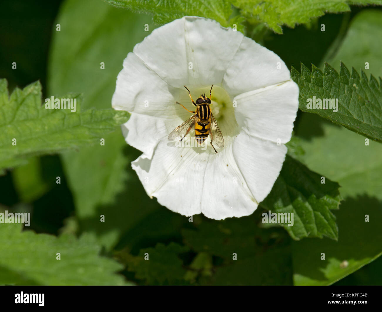 Hoverfly, Myathropa florea, in hedge centinodia, Calistegia sepium, West Bay, Dorset, Regno Unito Foto Stock