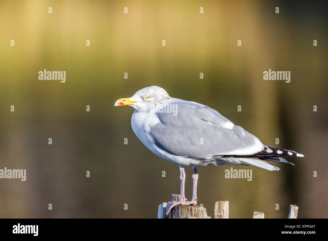 La fauna selvatica a Cuckmere Haven, East Sussex Foto Stock