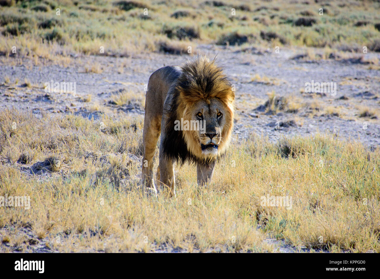 Maschio di leone guarda con interesse Foto Stock