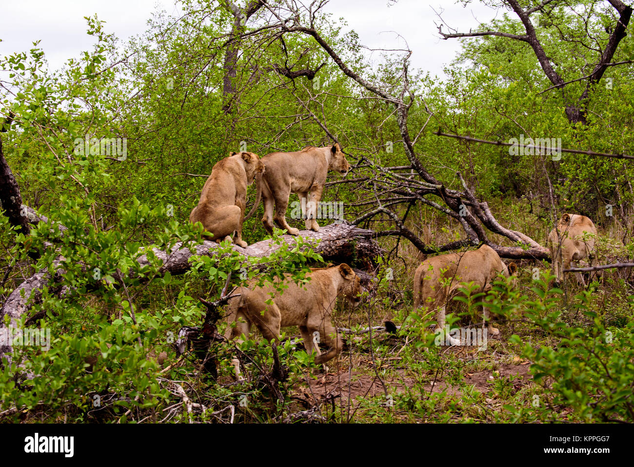 Gruppo di leonesse su una missione Foto Stock