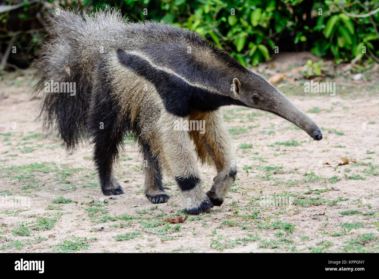 Giant anteater avvicinando Foto Stock