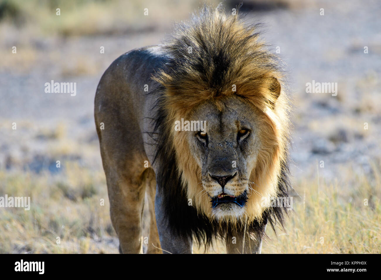 In prossimità della faccia dell'avvicinamento di un leone maschio Foto Stock