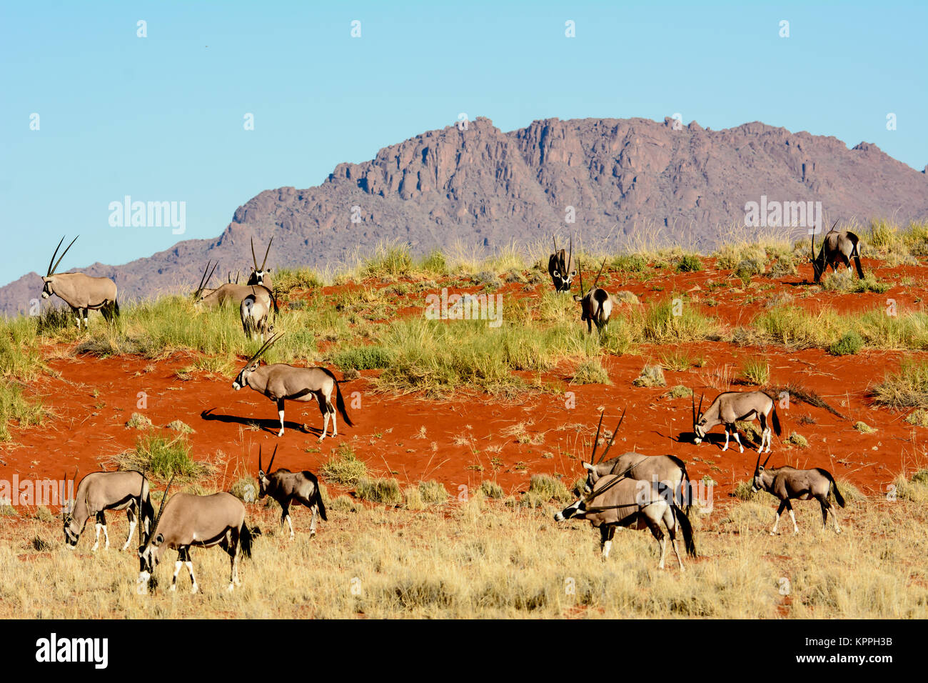 Gemsbok in un paesaggio della Namibia Foto Stock