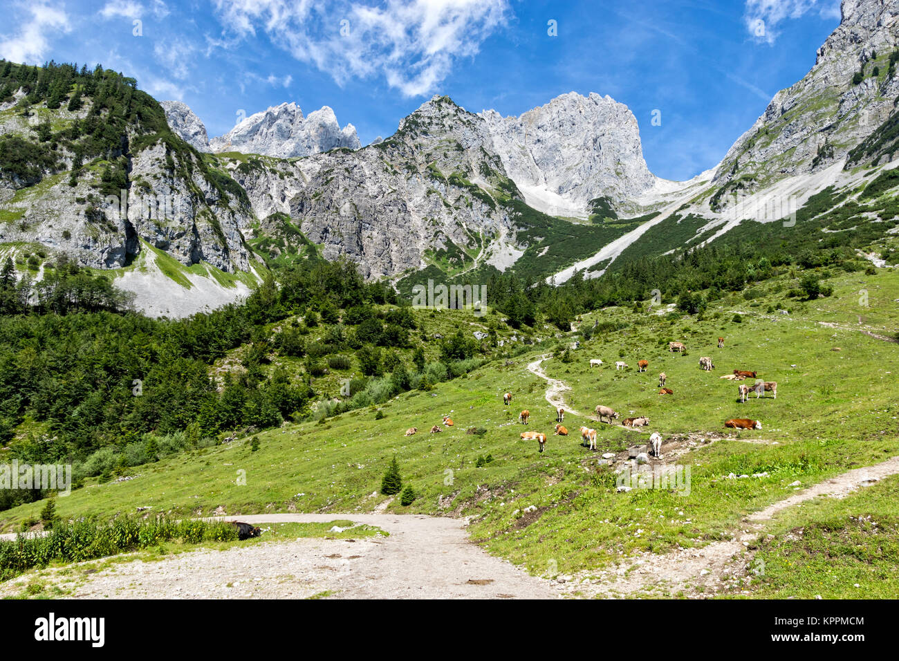 Idillico paesaggio delle Alpi con le mucche al pascolo su freschi verdi pascoli di alta montagna. Austria, Tirolo, Wilder Kaiser. Foto Stock