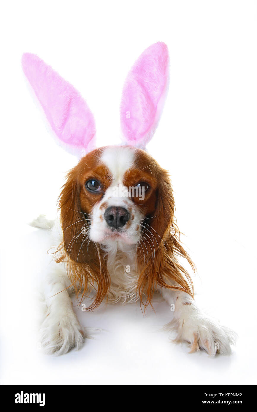 Simpatico coniglietto di pasqua cani con orecchie di coniglio. Felici vacanze di Pasqua Cavalier King Charles Spaniel cane foto di studio. Pasqua sul cane bianco isolato tagliato fuori. Cu Foto Stock