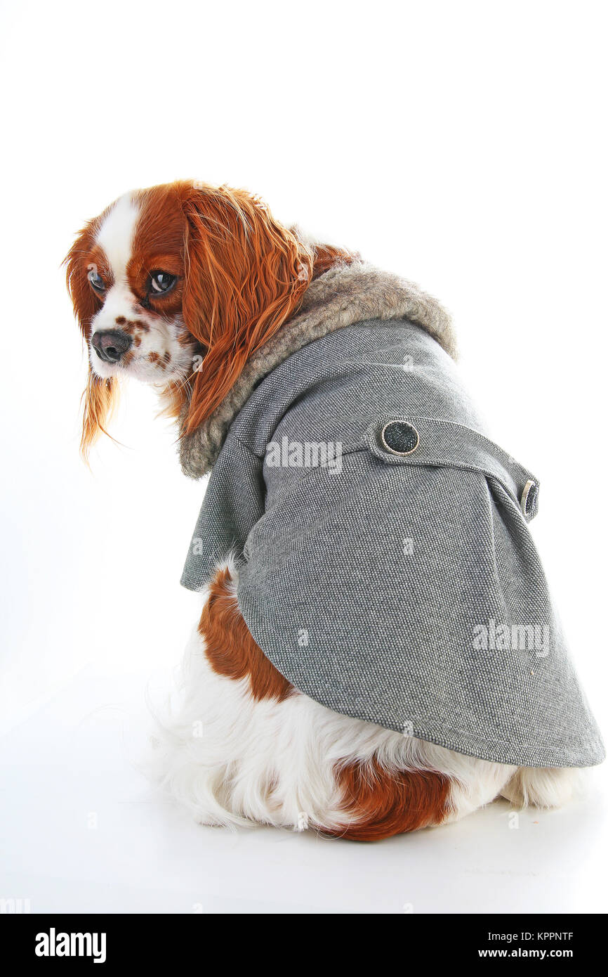 Cappotto di cane. Cucciolo indossando cappotto invernale Cane camicia di rivestimento di PET fornisce Abbigliamento Abbigliamento invernale abbigliamento Costume cucciolo. Elegante rivestimento di cane sul bianco isolato studio foto. Foto Stock
