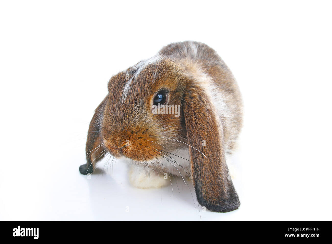 Coniglio agouti. Baby bunny lop sul bianco isolato di sfondo per studio. Lop eared marrone colorata agoutu coniglio. Foto di Pet. Foto Stock