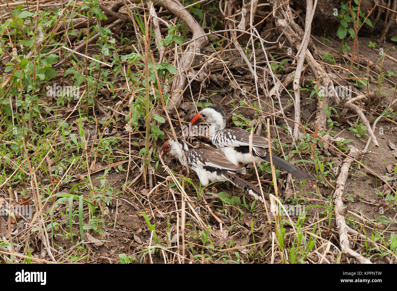 Coppia di Rosso tanzaniano fatturati hornbills (Tockus ruahae) alla ricerca di cibo in Tarangire Foto Stock