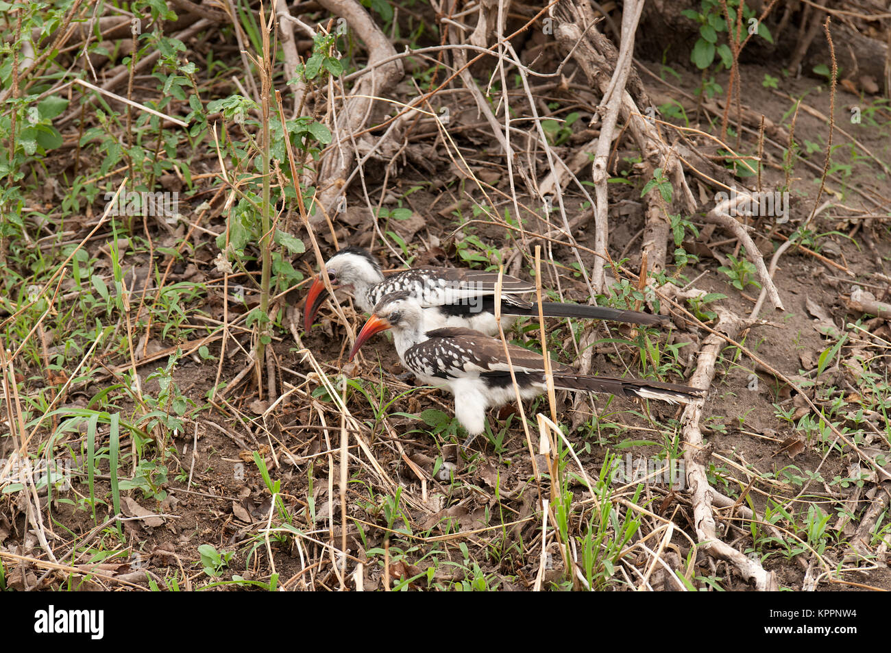 Coppia di Rosso tanzaniano fatturati hornbills (Tockus ruahae) alla ricerca di cibo in Tarangire Foto Stock