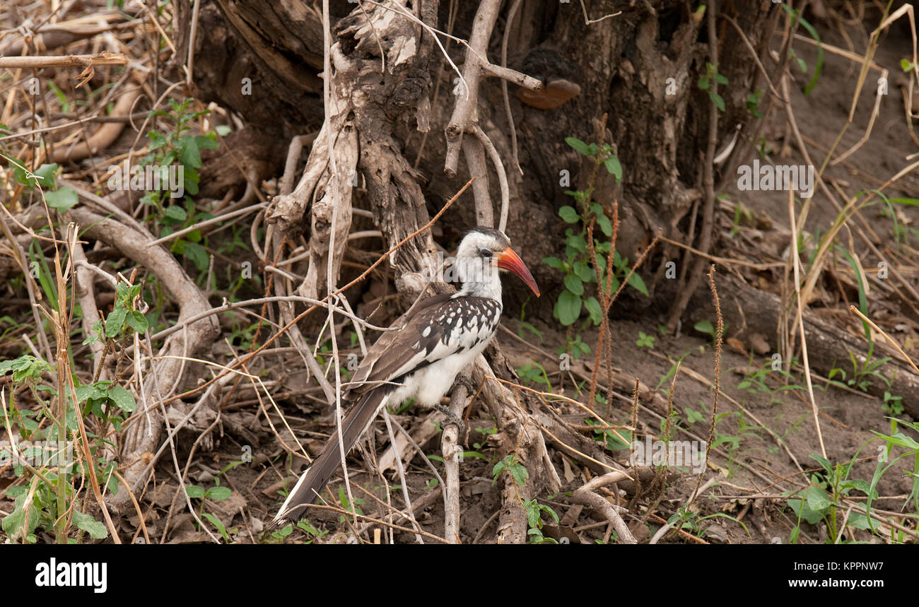 Rosso tanzaniano fatturati hornbills (Tockus ruahae) alla ricerca di cibo in Tarangire Foto Stock