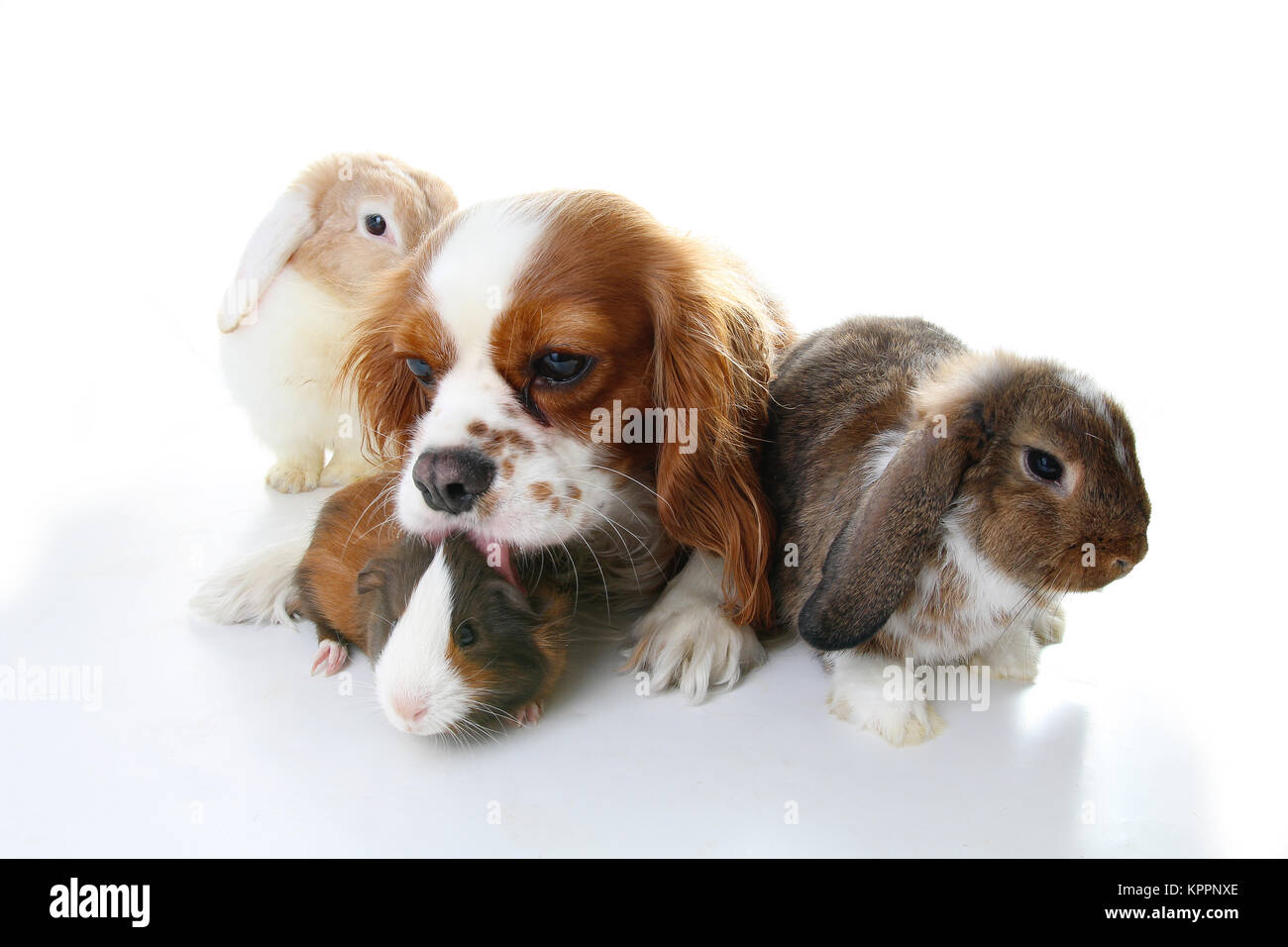 Amici animali. Veri amici pet. Cane coniglio bunny lop animali insieme sul  bianco isolato di sfondo per studio. Animali domestici amore ogni altro  Foto stock - Alamy