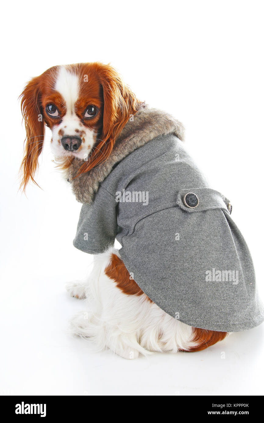Cappotto di cane. Cucciolo indossando cappotto invernale Cane camicia di rivestimento di PET fornisce Abbigliamento Abbigliamento invernale abbigliamento Costume cucciolo. Elegante rivestimento di cane sul bianco isolato studio foto. Foto Stock