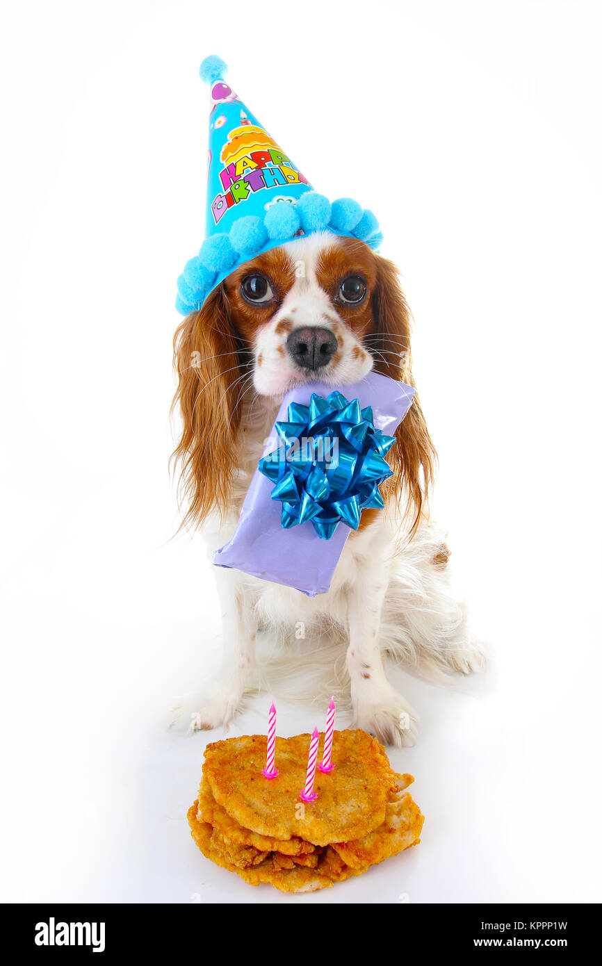 Buon compleanno cane foto. Cavalier King Charles Spaniel cucciolo di cane  per celebrare 3. compleanno. Tre anni vecchio cucciolo con torta di  compleanno e dono. Cane regalo di contenimento su sfondo bianco