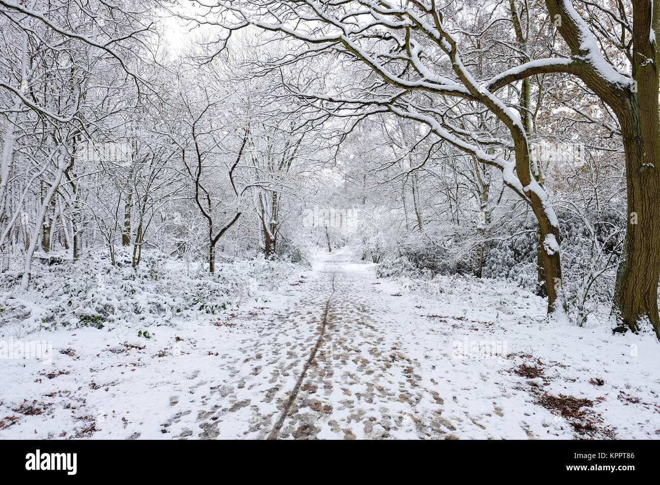 Coperta di neve bosco in Leicestershire Foto Stock