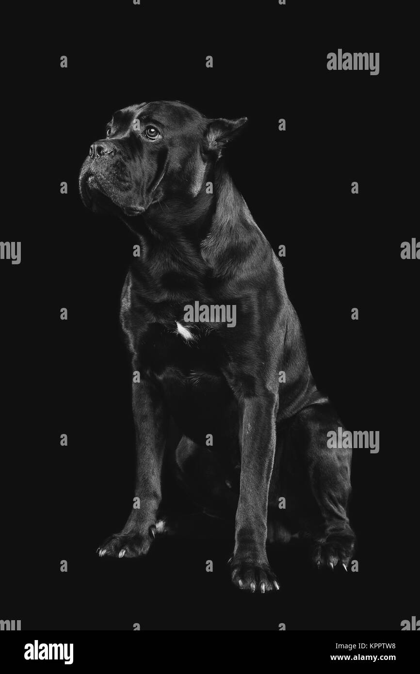 Grande e bella di cane corso cane maschio su sfondo nero. copia di spazio. Foto Stock