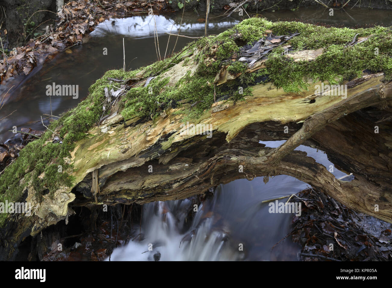 In Germania, all'Borbach brook nel Ardey montagne a sud di Witten. Deutschland, am Borbach im Ardeygebirge suedlich von Witten. Foto Stock