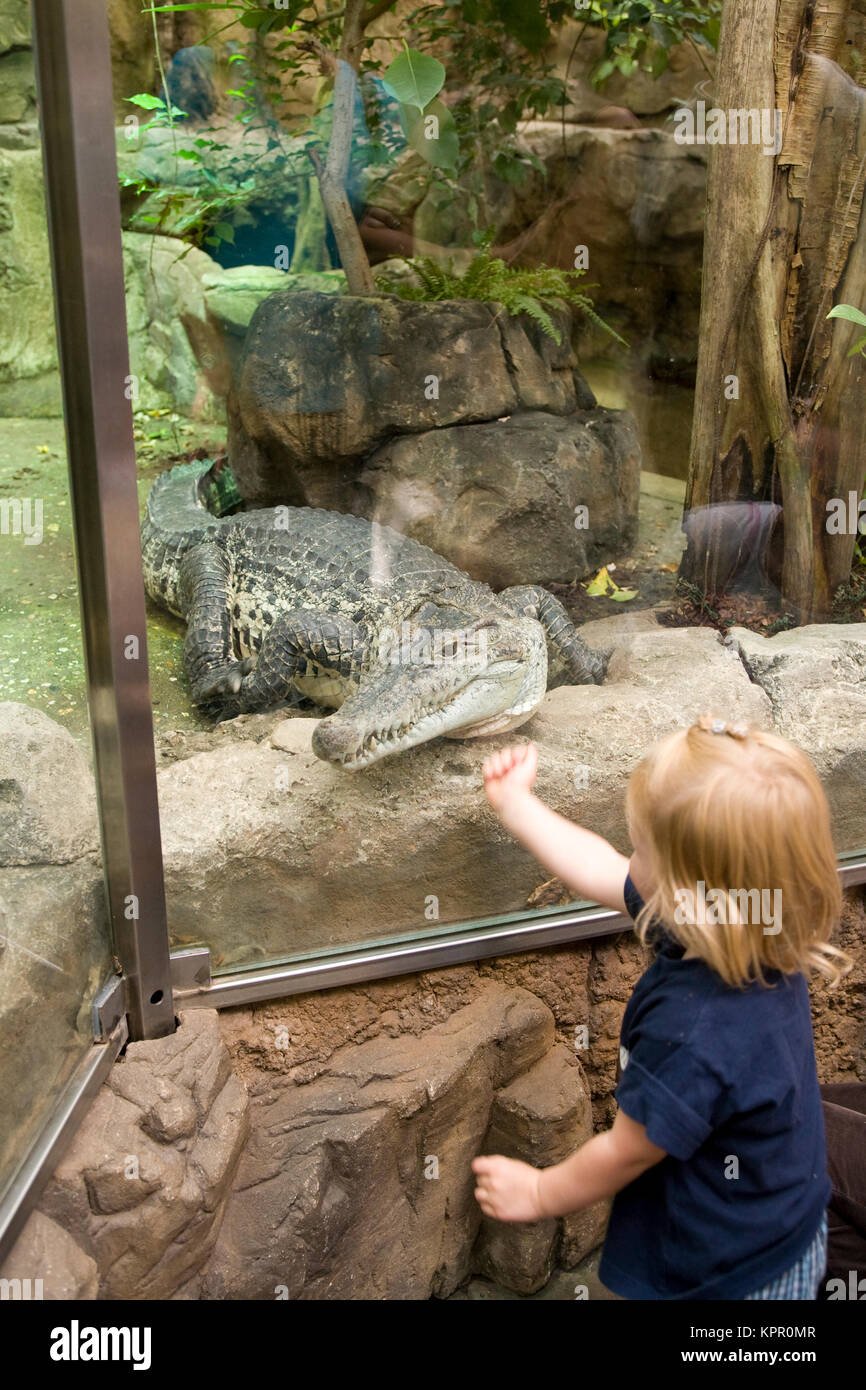 L'Europa, Germania, Wuppertal, lo Zoo, ragazza e coccodrillo. Europa, Deutschland, Wuppertal, Zoo di Wuppertal, Maedchen und Krokodil. Foto Stock