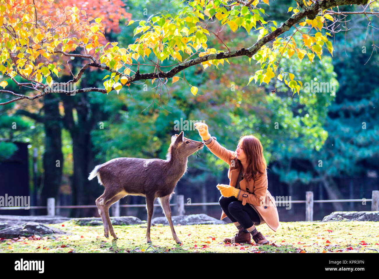Caduta stagione di Nara con un bel color acero Foto Stock