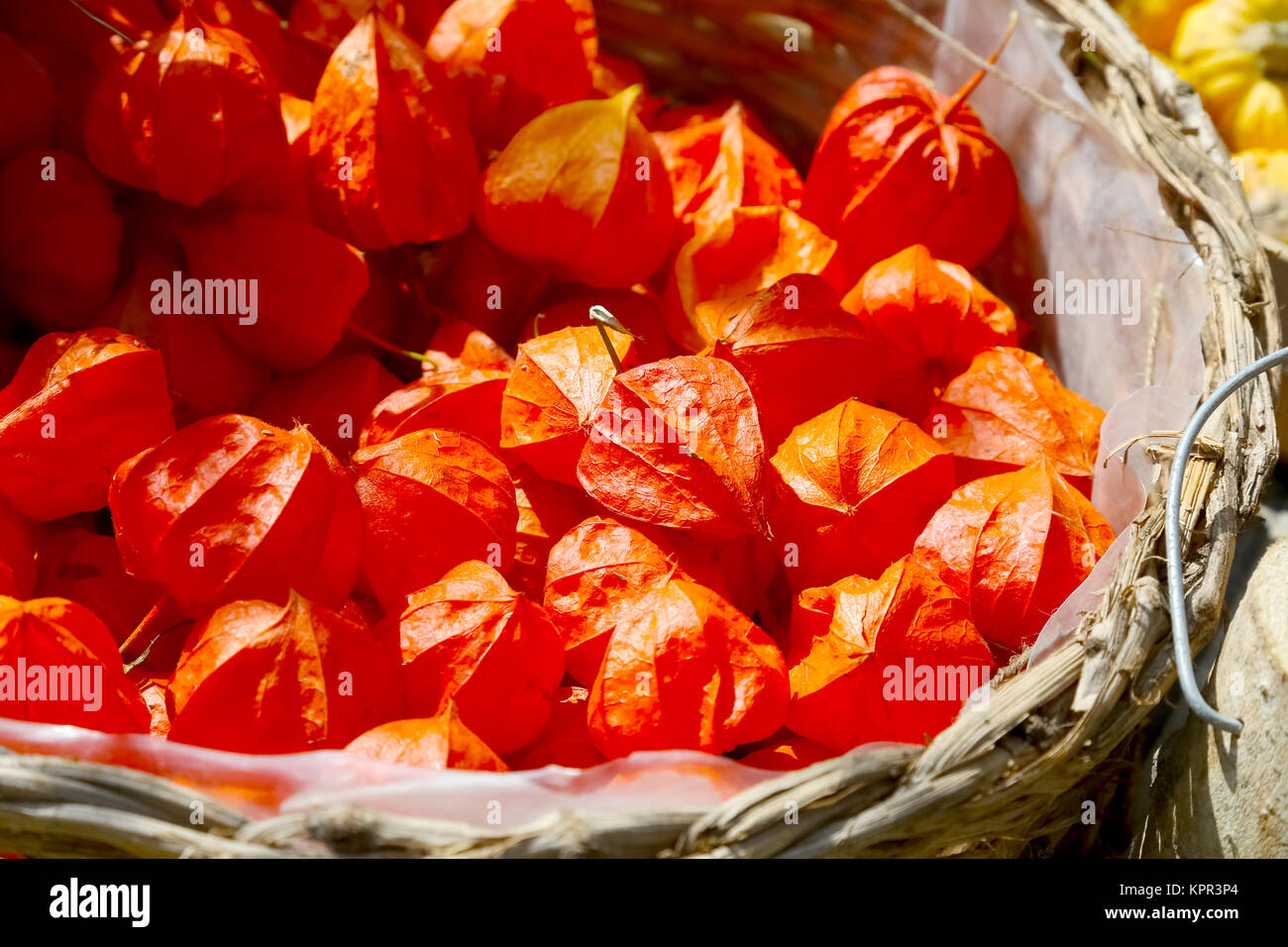 Fragile e luce autunno frutti sono di un colore ma la natura ha dato loro meravigliose forme Foto Stock