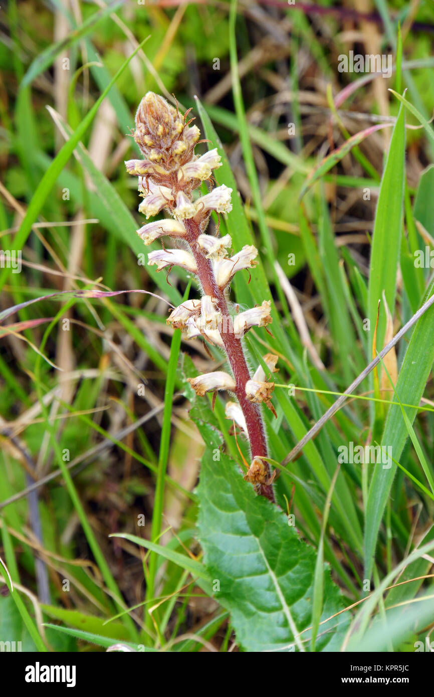 Summerwurz (orobanche spec.) Foto Stock