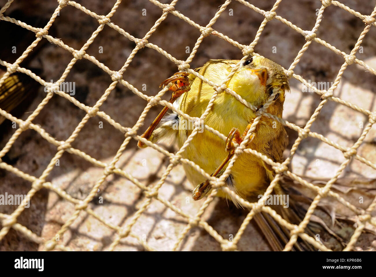 Uccello prigioniero Foto Stock