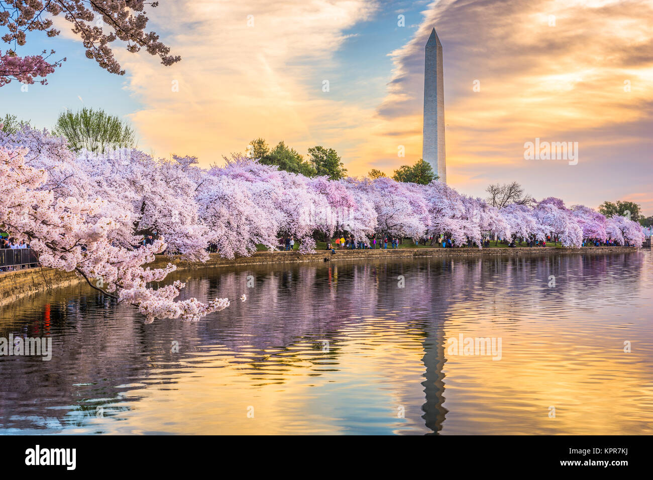 Washington DC, Stati Uniti d'America presso il bacino di marea con il Monumento a Washington nella stagione primaverile. Foto Stock