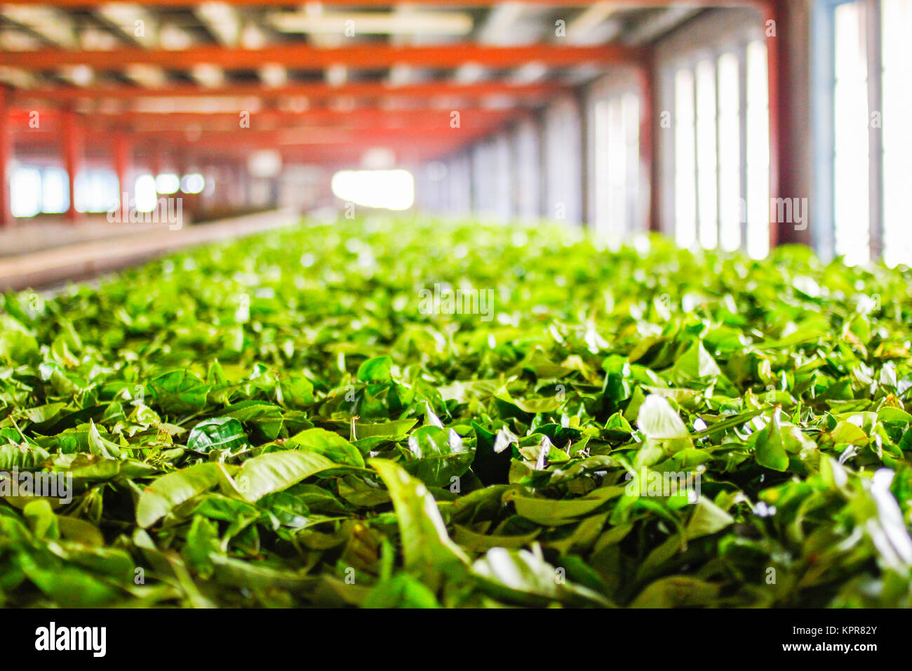 Una delle molte fabbriche di tè in Sri Lanka che utilizza ancora i metodi tradizionali di raccolta e di essiccazione delle foglie di tè. Foto Stock