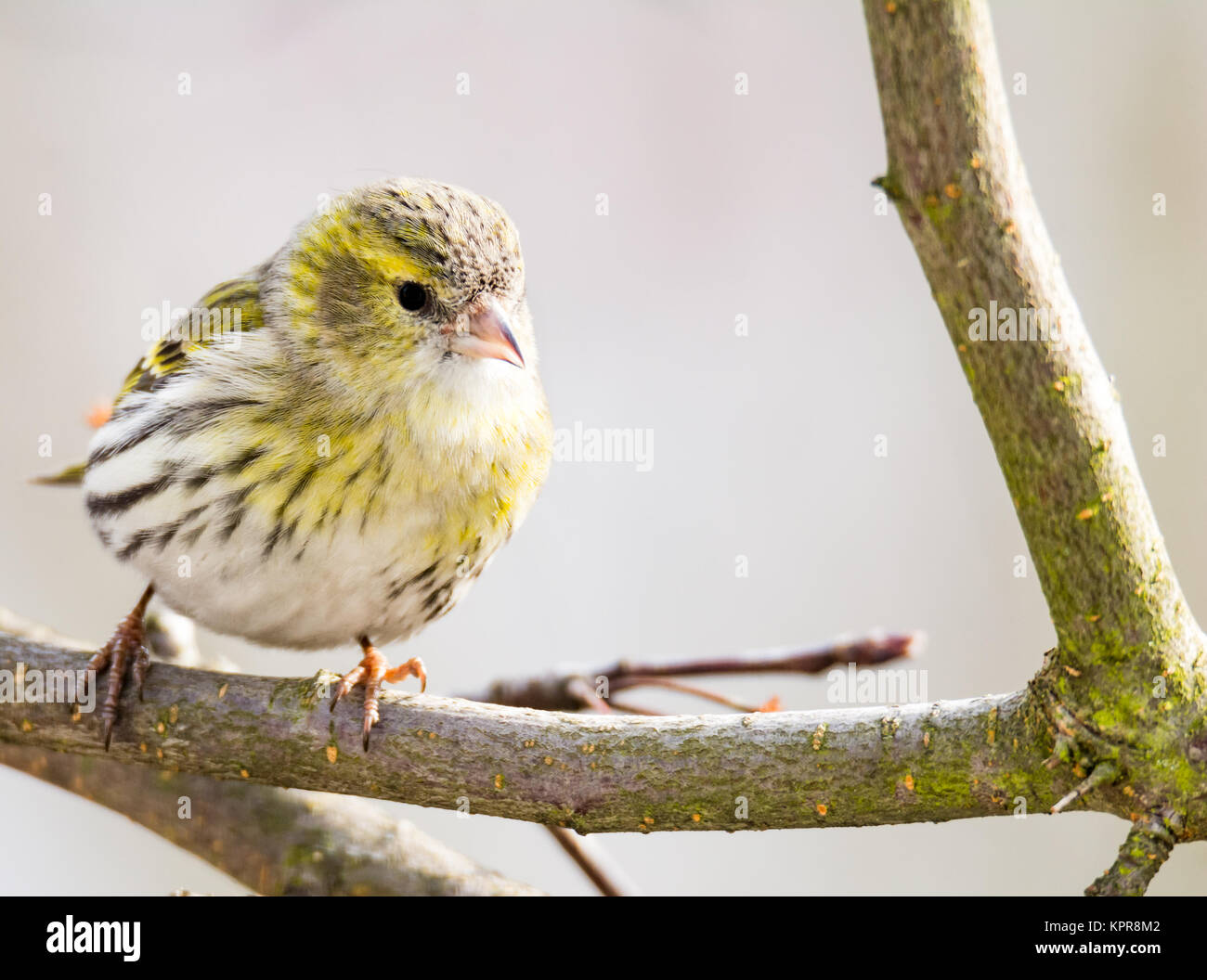 Femmina nera con testa di cardellino Foto Stock