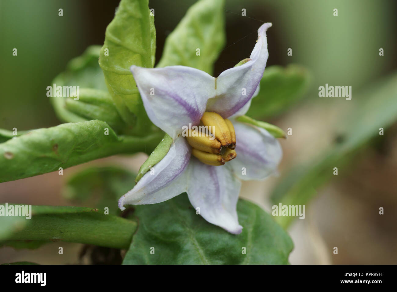 Hạt Giống Cà Pháo Cao Sản (Solanum macrocarpon) - Công Ty TNHH Trúc Vũ Farm Hạt Giống Cà Pháo Cao Sản (Solanum macrocarpon) - Công Ty TNHH Trúc Vũ Farm
