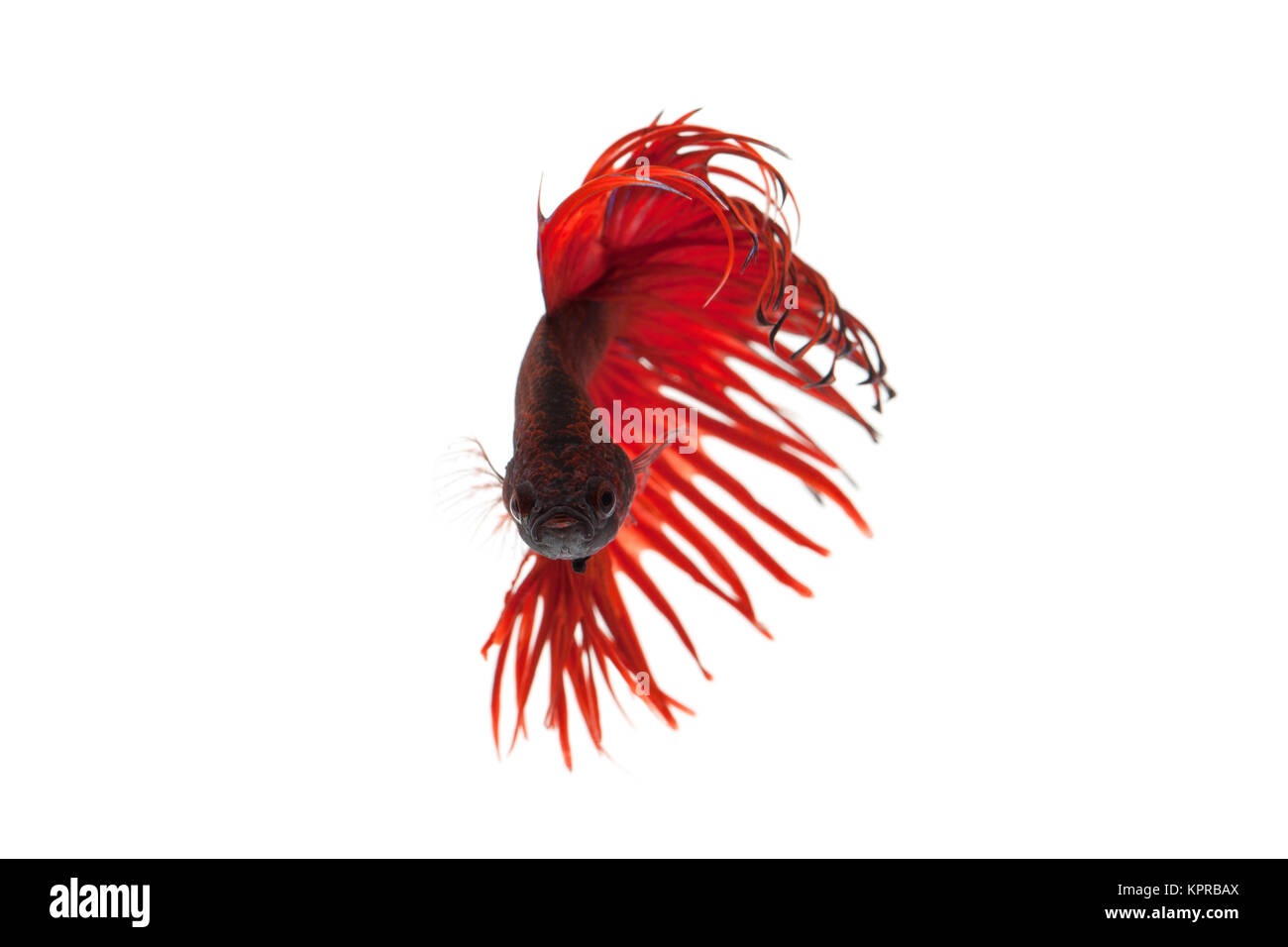 Red Betta splendens Foto Stock