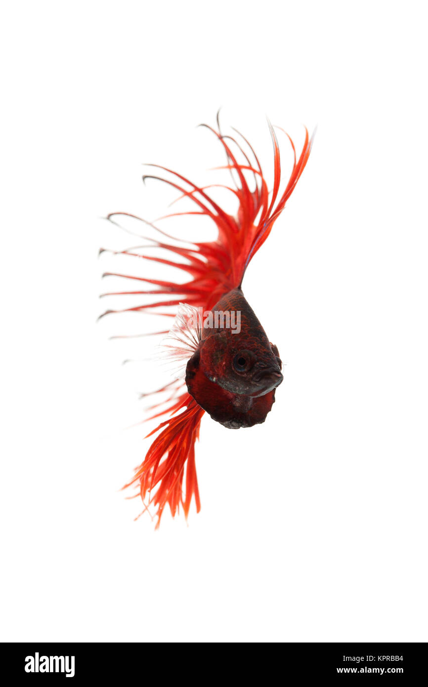 Red Betta splendens Foto Stock