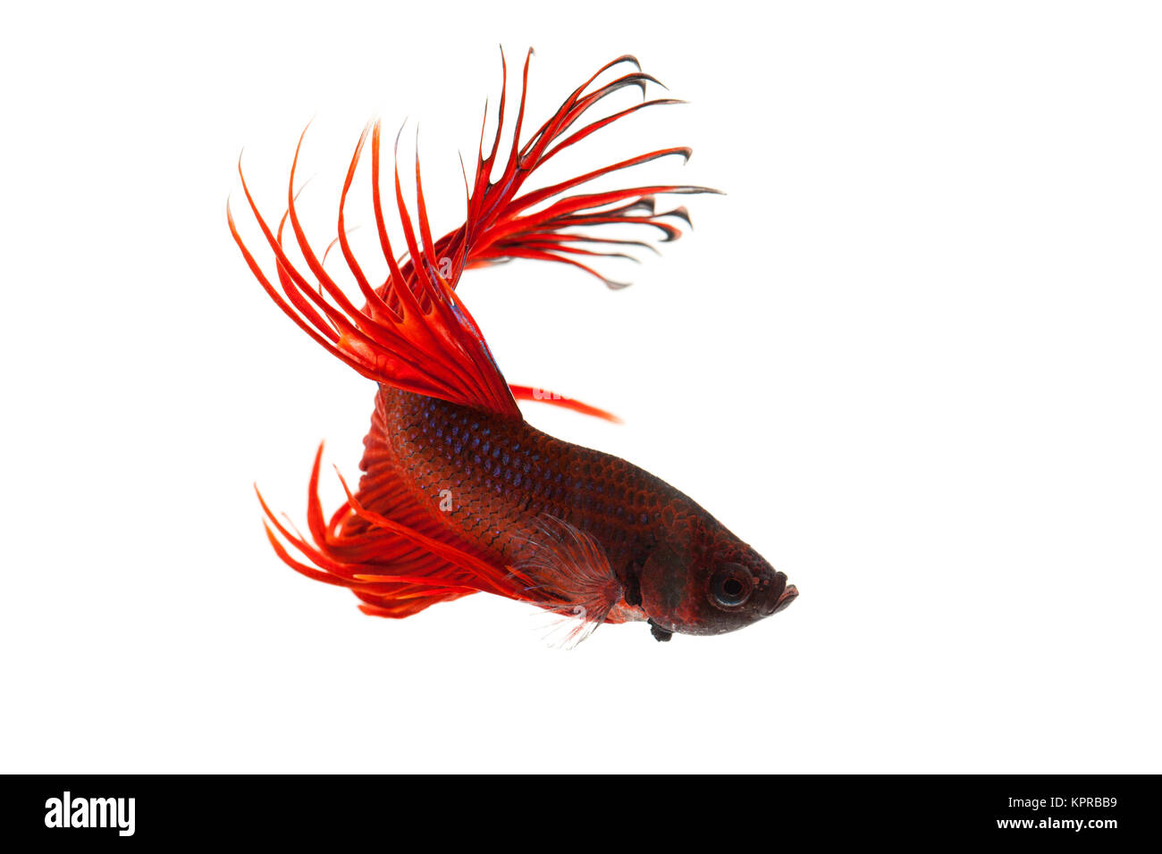 Red Betta splendens Foto Stock