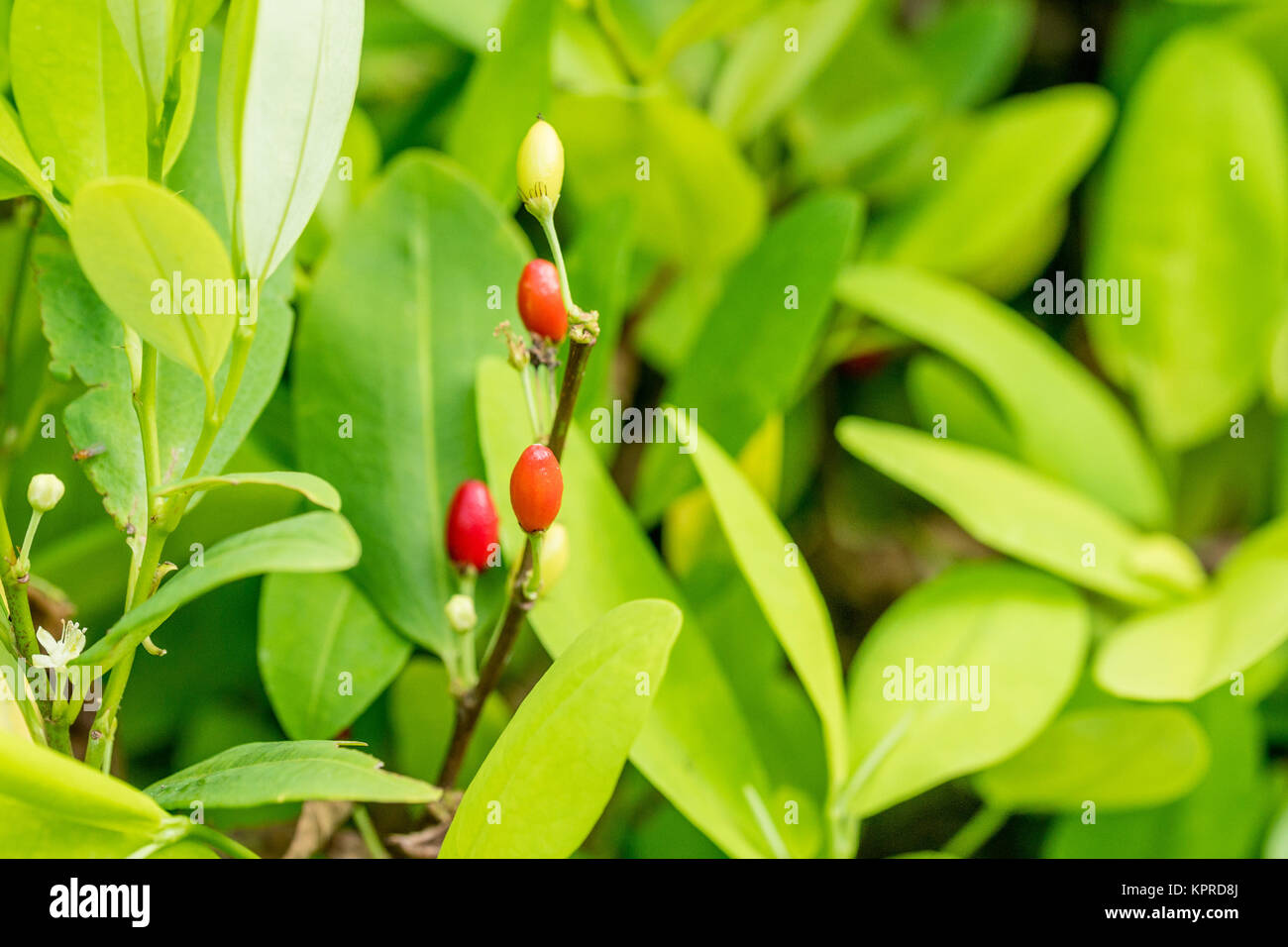 Foglie di piante di coca Foto Stock