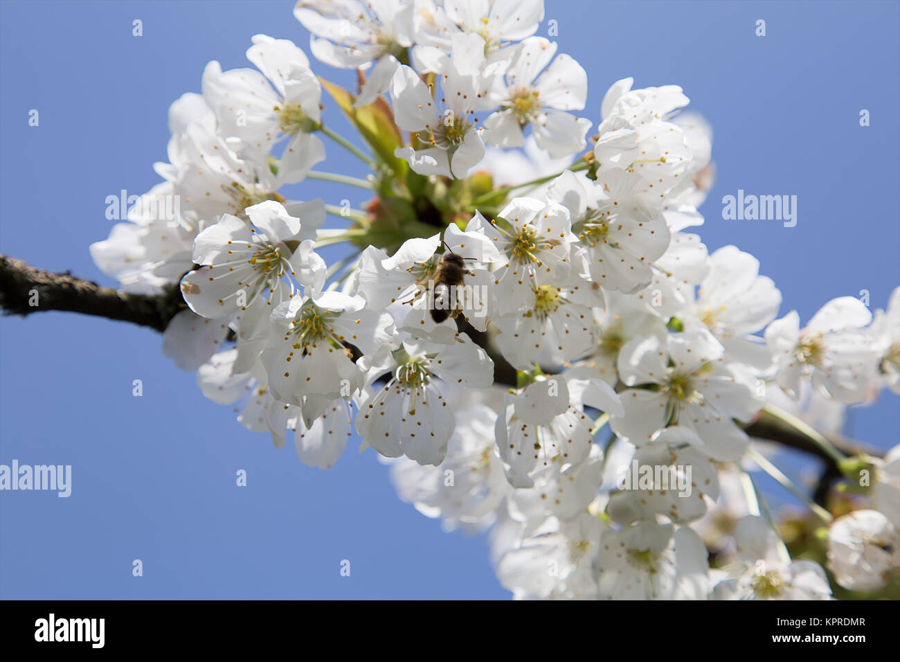 La primavera è bee worktime Foto Stock