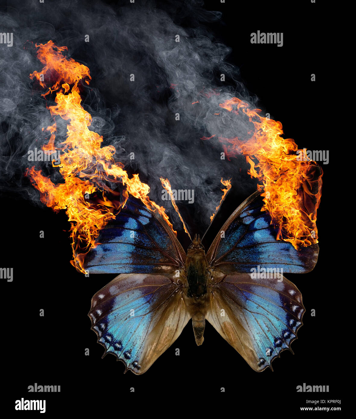 Farfalla di masterizzazione Foto Stock
