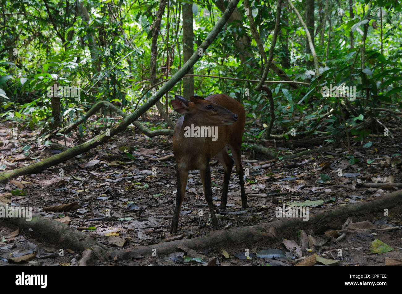 Zwerghirsch im Regenwald von Malaysia. Foto Stock