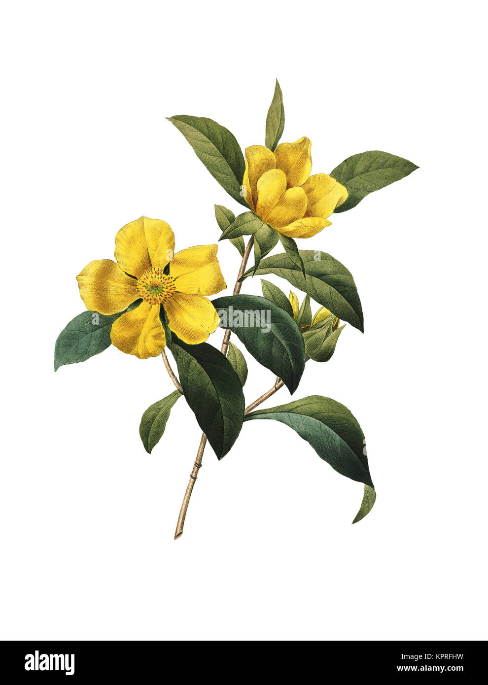 Xix secolo illustrazione di un Hibbertia scandens (noto anche come vite di serpente, arrampicata Guinea fiore o Golden Guinea vitigno). Incisione di Pierre-Joseph Foto Stock