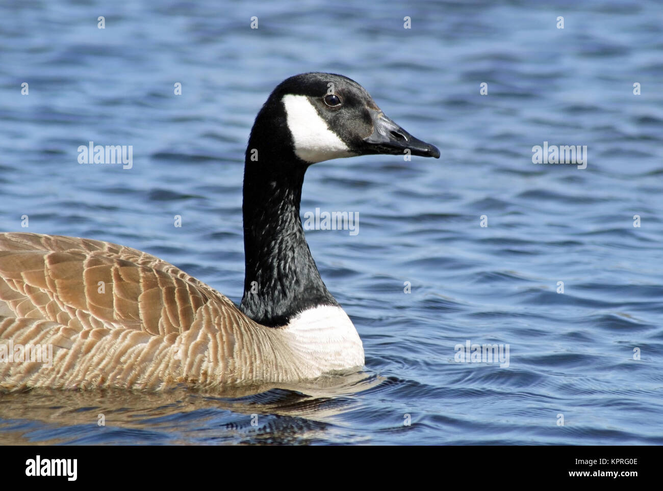 Il Canada Goose nuoto sul calmo lago blu Foto Stock