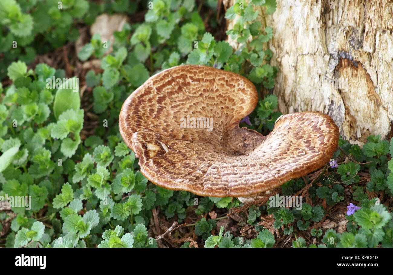 Struttura a fungo funghi che crescono alla base di un vecchio albero Foto Stock