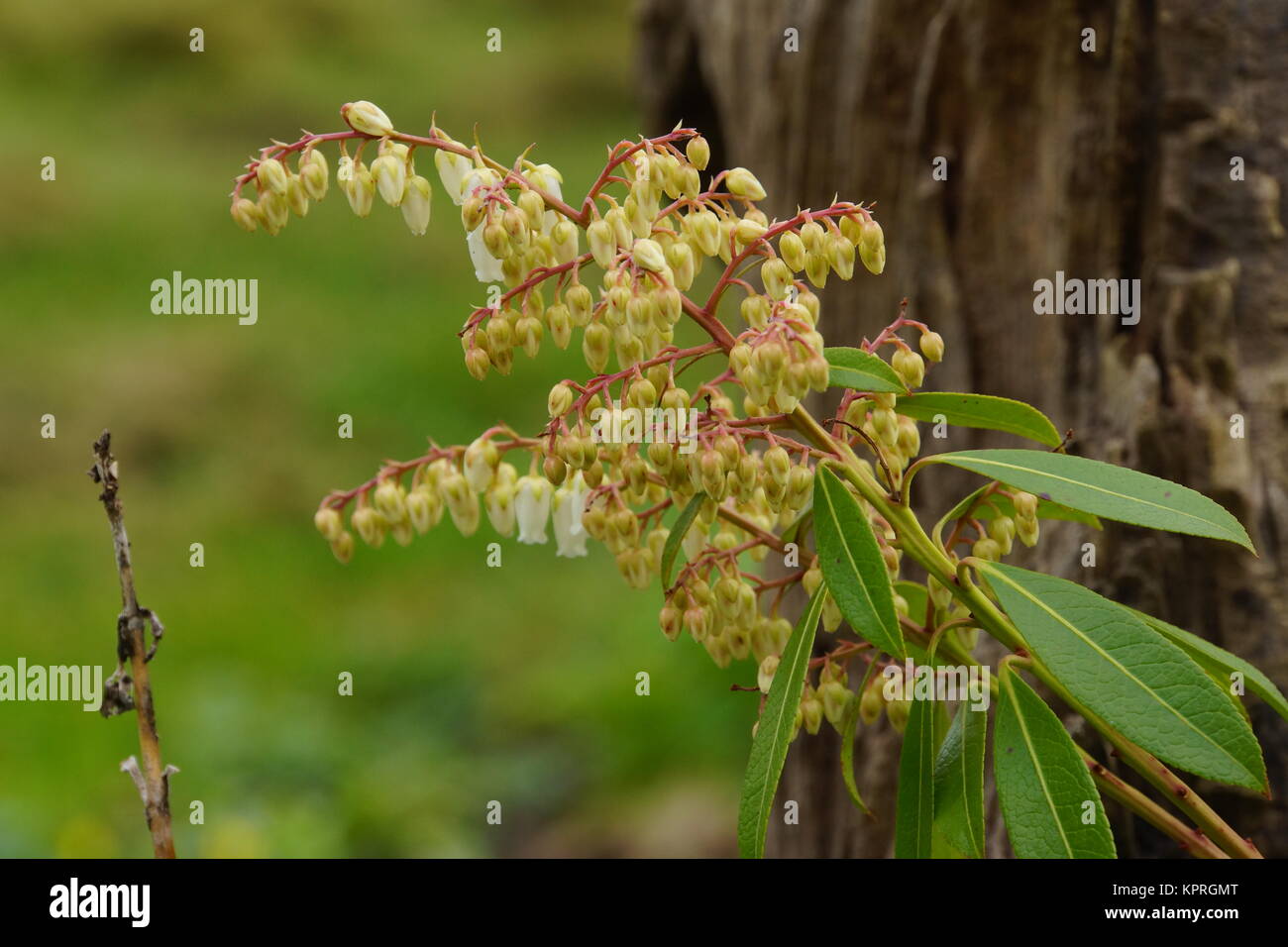 Lavanda Heath giapponese (Pieris japonica) Foto Stock