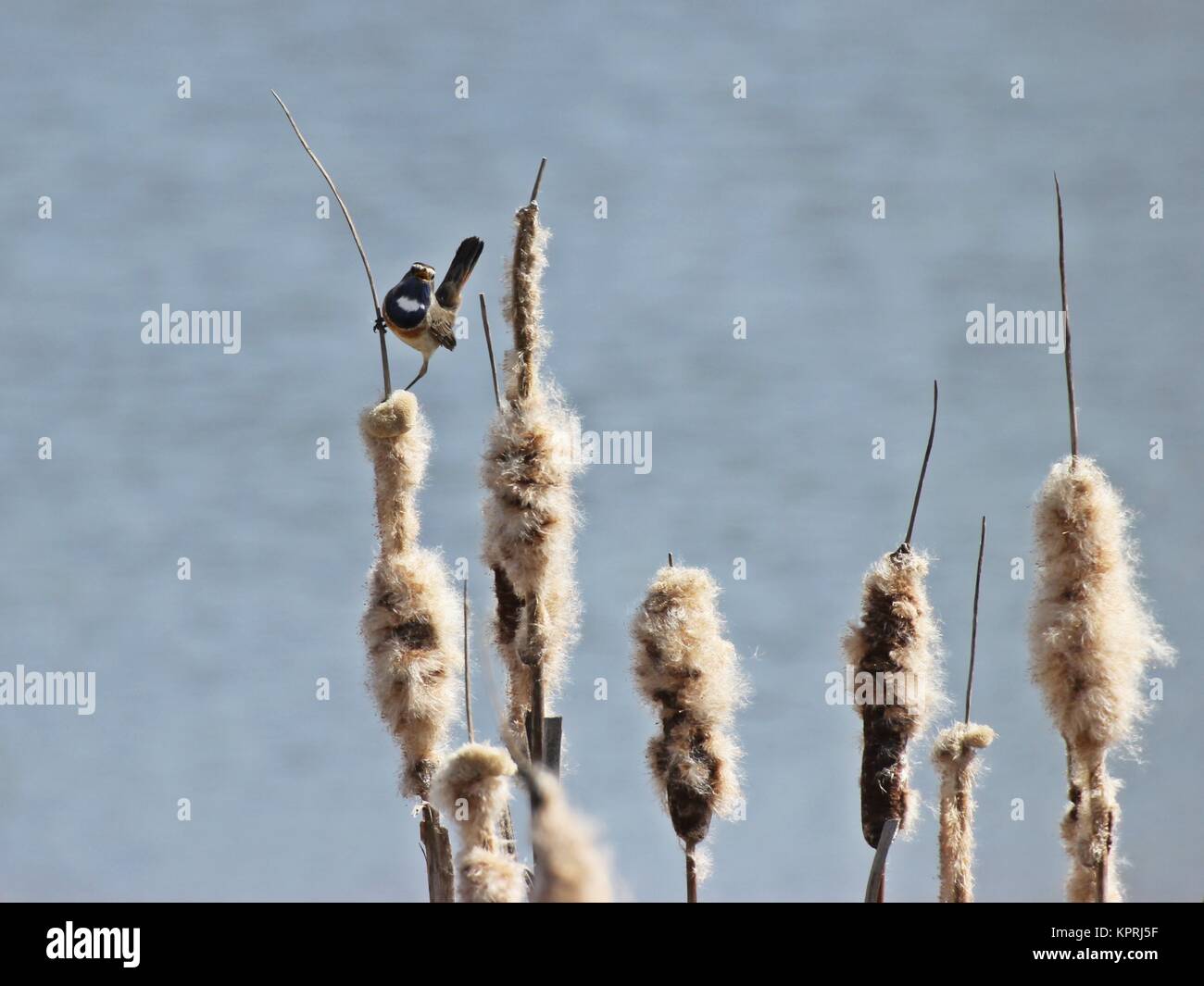 cantando i whinchats blu maschile (luscinia svecica) sul pistone del tubo Foto Stock