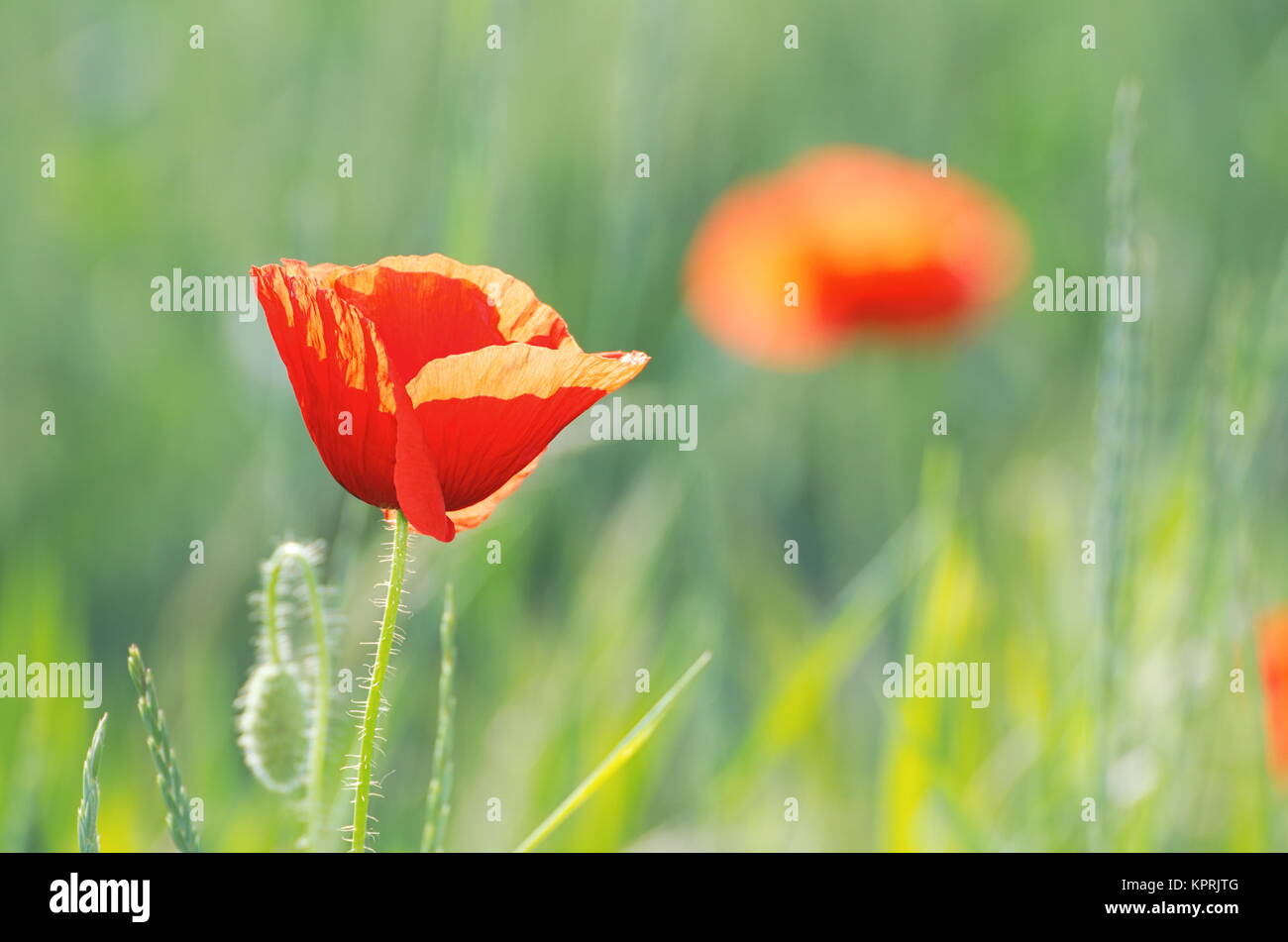 Papavero rosso dei fiori sul campo verde Closeup Foto Stock