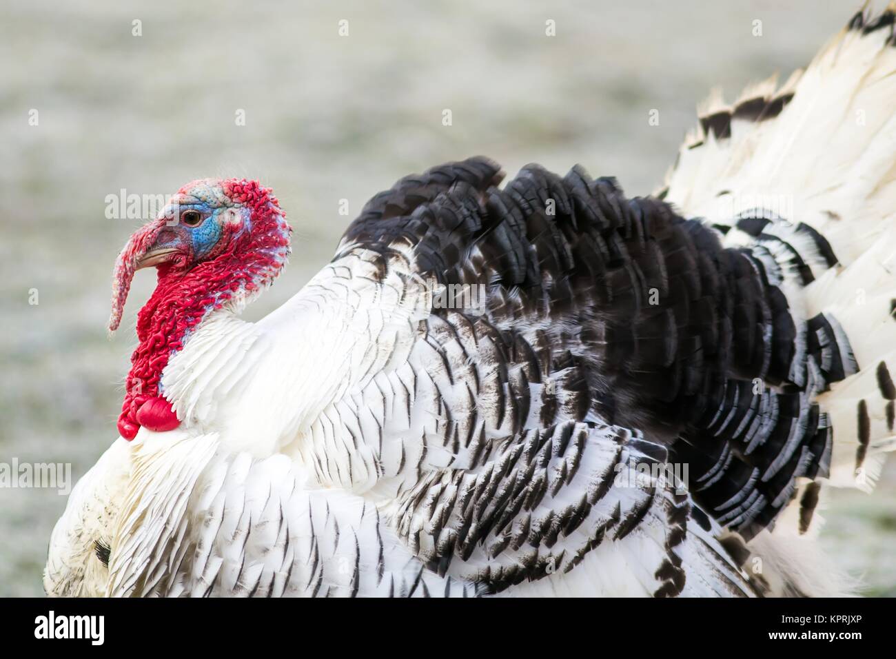 Puter nel corteggiamento / Turchia nella stagione degli amori Foto Stock