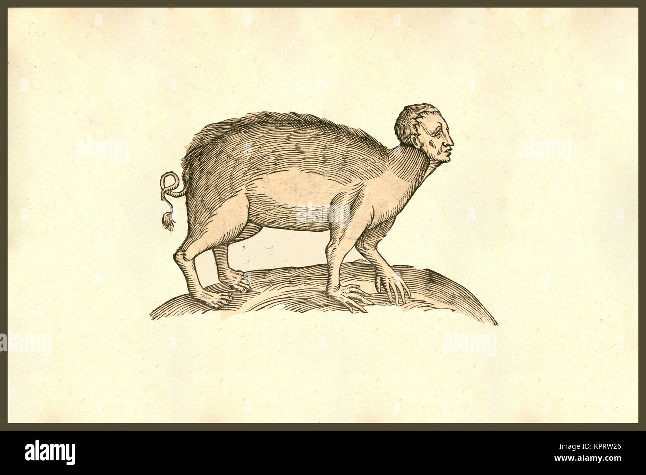 Sus Capite & Pedibus Humanis Foto Stock