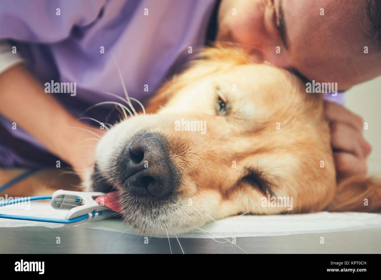 Il vecchio cane in ospedale per animali. L'uomo abbracciando il golden retriever prima di un intervento chirurgico. - Messa a fuoco selettiva sul muso. Foto Stock