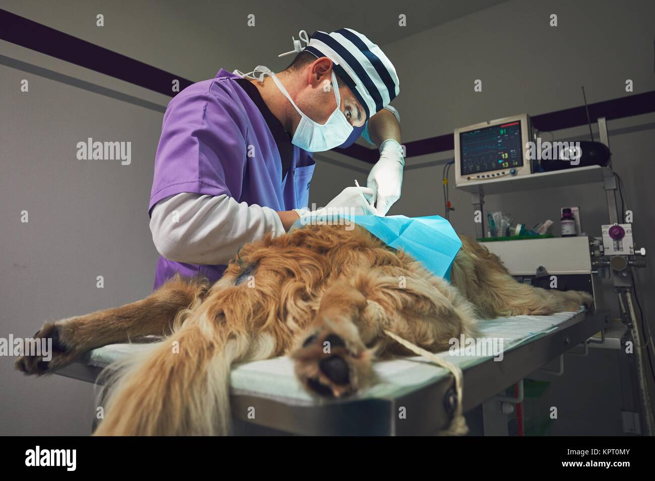 Un cane in ospedale per animali. Veterinario durante la chirurgia del golden retriever. Foto Stock