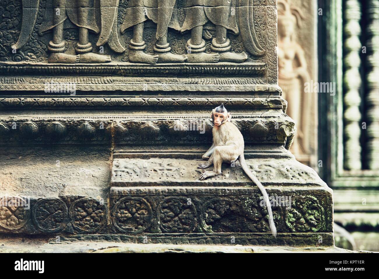 Carino piccola scimmia seduto sulla parete del tempio. Angkor Wat in Siem Reap, Cambogia Foto Stock