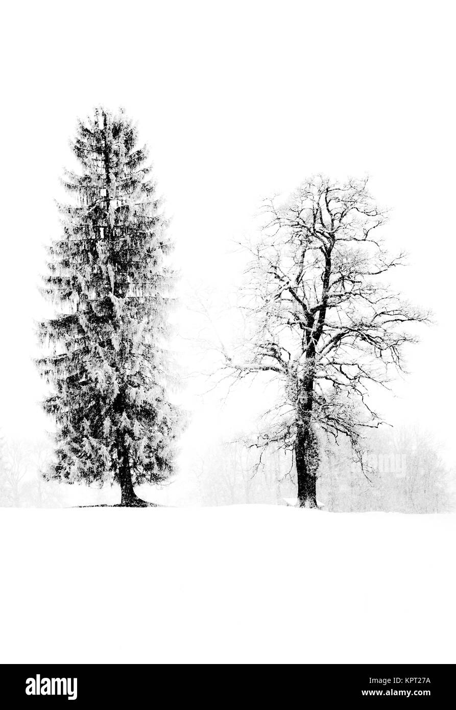 Gli alberi su una coperta di neve campo nel profondo in inverno la nevicata Foto Stock